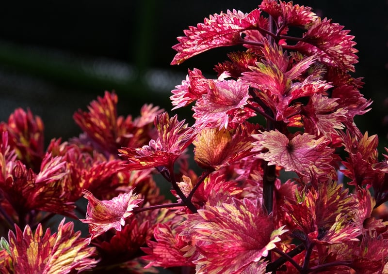 Mystical Botany