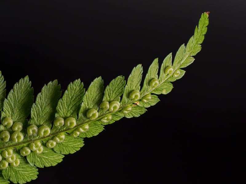 Phoenix Fern