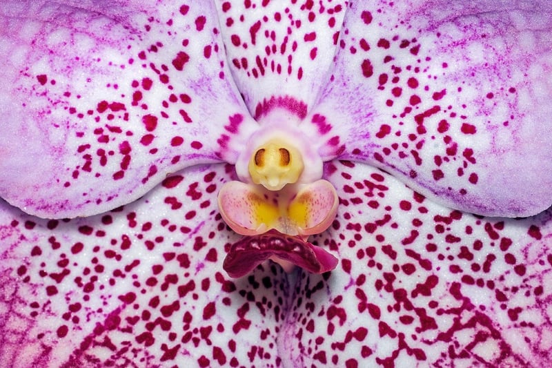 Starlight Orchid